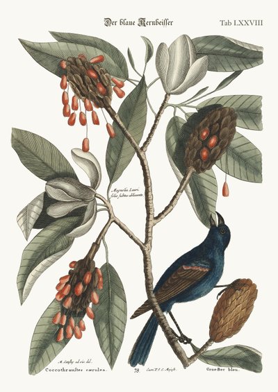 Der blaue Grosbeak, 1749-73 von Mark Catesby